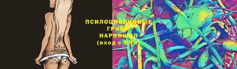 Псилоцибиновые грибы Psilocybe  Багратионовск 